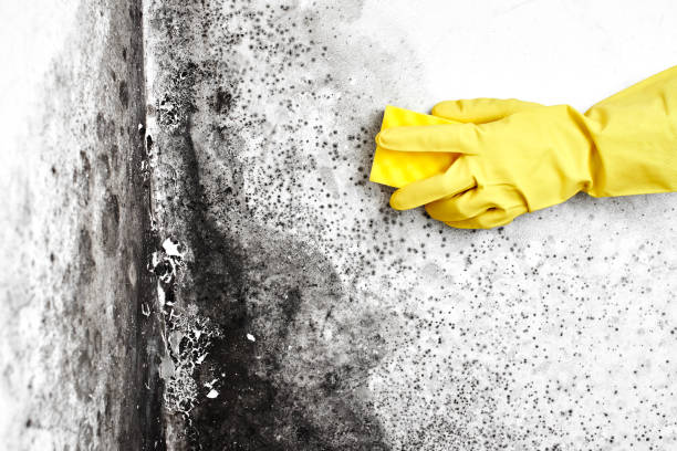 Best Mold Testing and Removal  in Catlin, IL