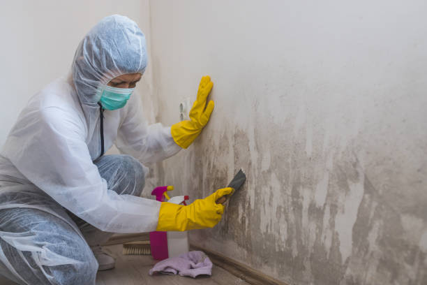 Best Professional Mold Removal  in Catlin, IL