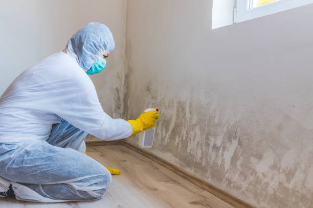 Crawl Space Mold Removal in Catlin, IL