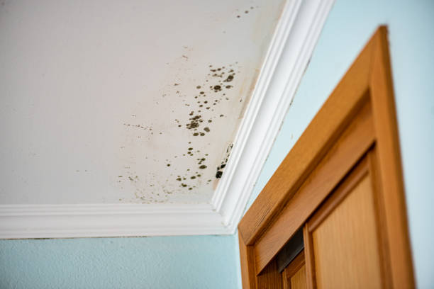 Best Home Mold Removal  in Catlin, IL