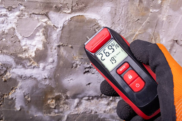 Best Best Mold Removal Companies  in Catlin, IL