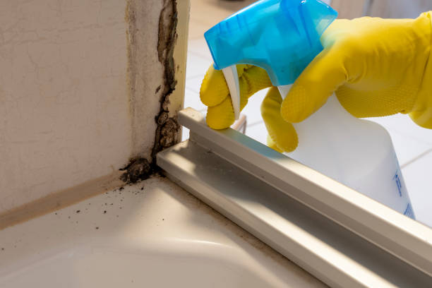 Attic Mold Removal in Catlin, IL