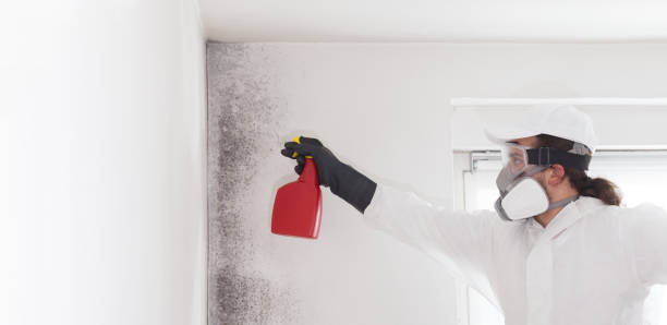 Best Local Mold Removal Service  in Catlin, IL
