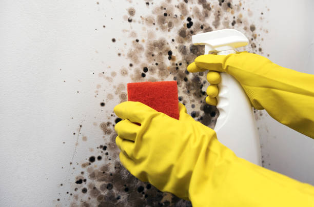 Best Mold Remediation  in Catlin, IL